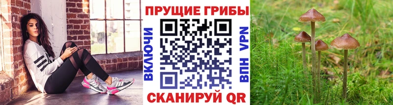Псилоцибиновые грибы Psilocybine cubensis  дарнет шоп  darknet формула  Канаш 