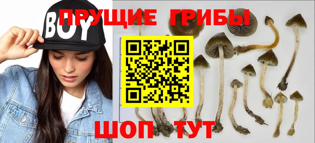 Галлюциногенные грибы Cubensis Канаш